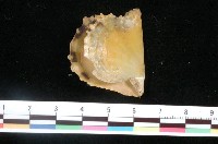 藏品(黃珍珠蛤)的圖片